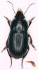 Harpalus serripes